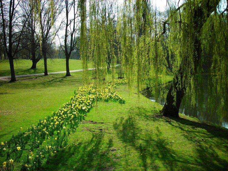 Ranger für Braunschweigs Parkflächen?