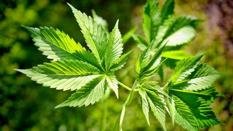 Grünes Statement zu den Razzien in der „Hanfbar“
